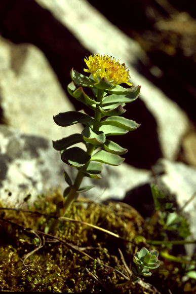 Rhodiola rosea