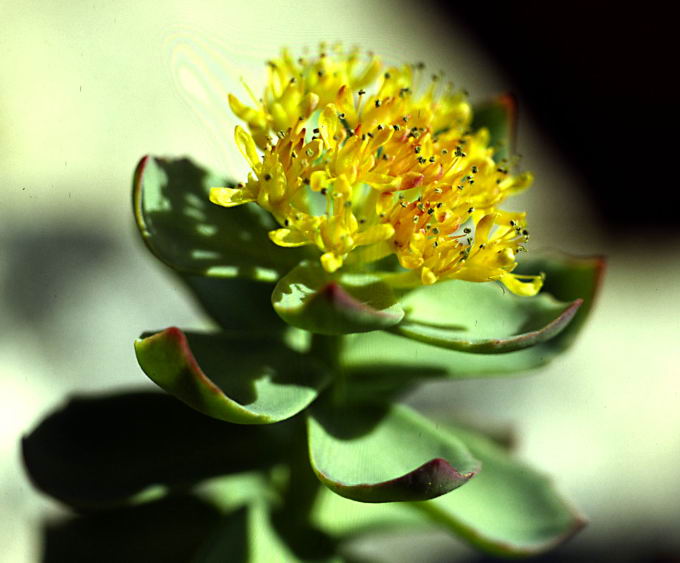 Rhodiola rosea