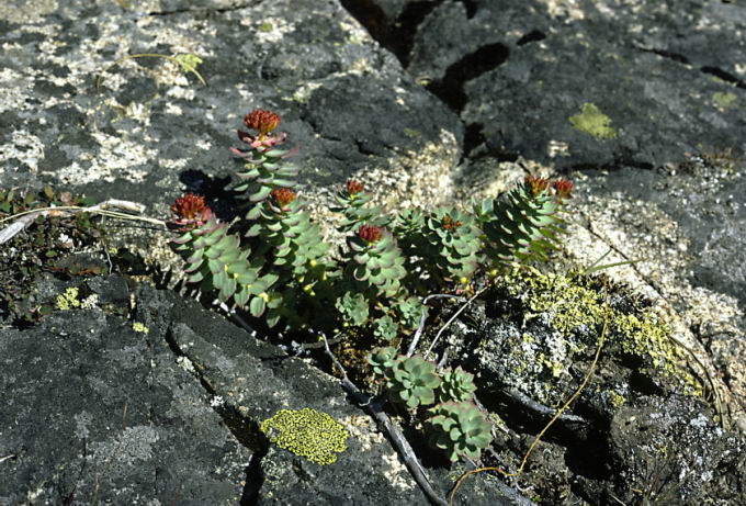 Rhodiola rosea