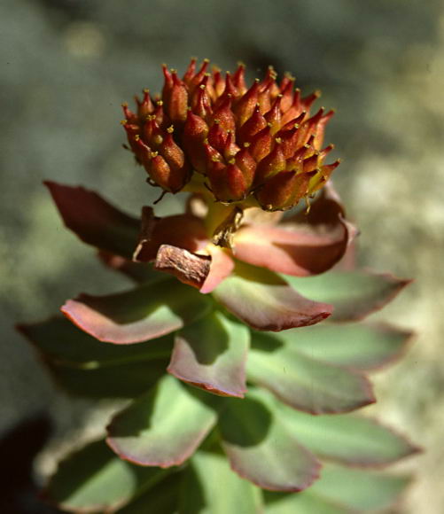 Rhodiola rosea