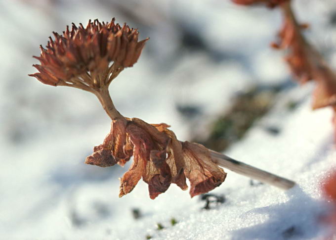 Rhodiola rosea