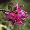 Rhododendron lapponicum