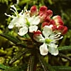 Rhododendron tomentosum