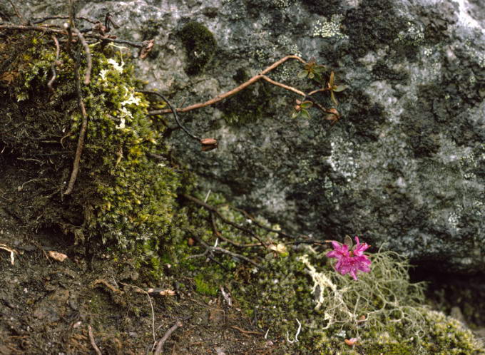 Rhododendron lapponicum