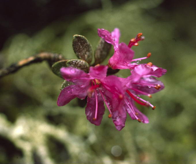 Rhododendron lapponicum