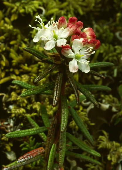 Rhododendron tomentosum