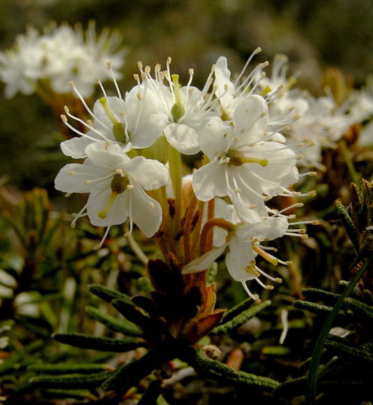 Rhododendron tomentosum