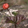 Rubus chamaemorus