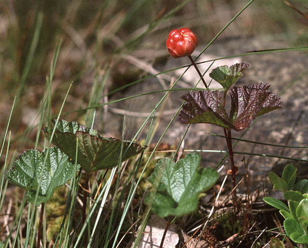 Rubus chamaemorus