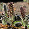 Salix arctica