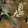 Salix glauca