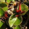 Salix herbacea