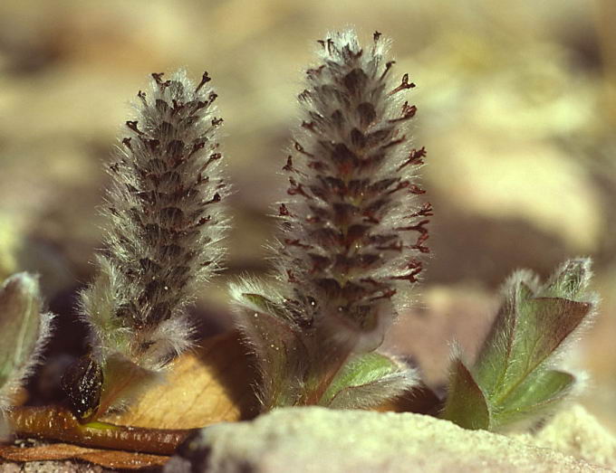 Salix arctica