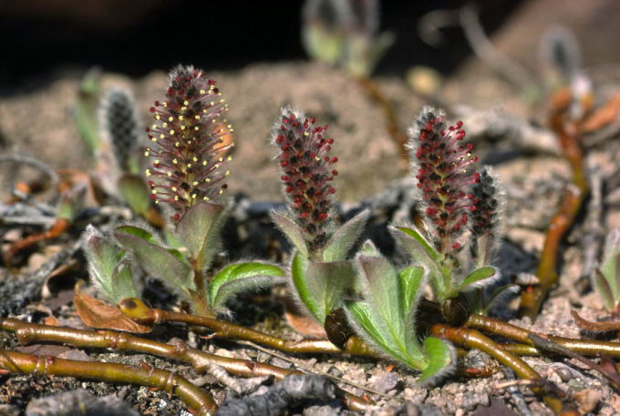 Salix arctica