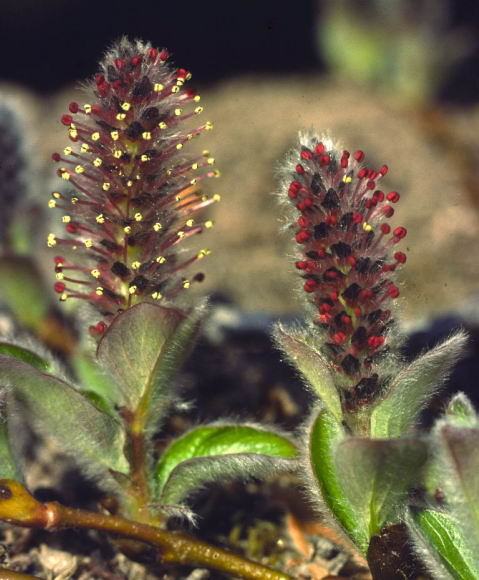 Salix arctica