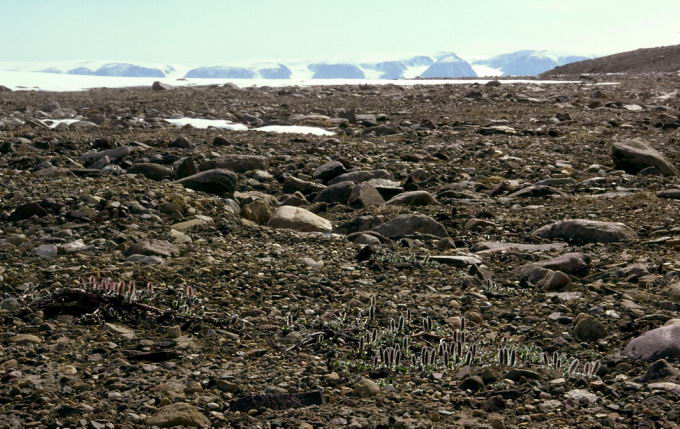 Salix arctica