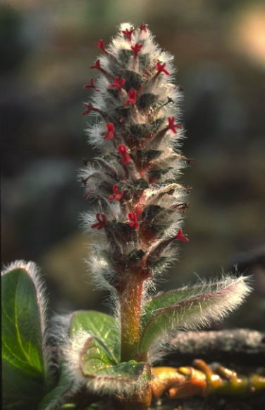 Salix arctica