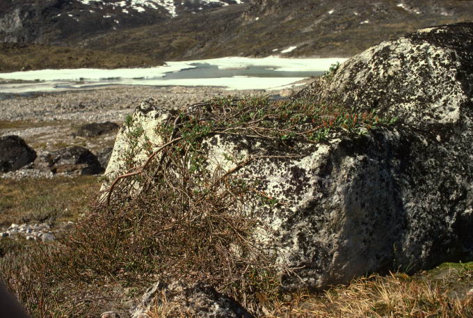 Salix arctophila