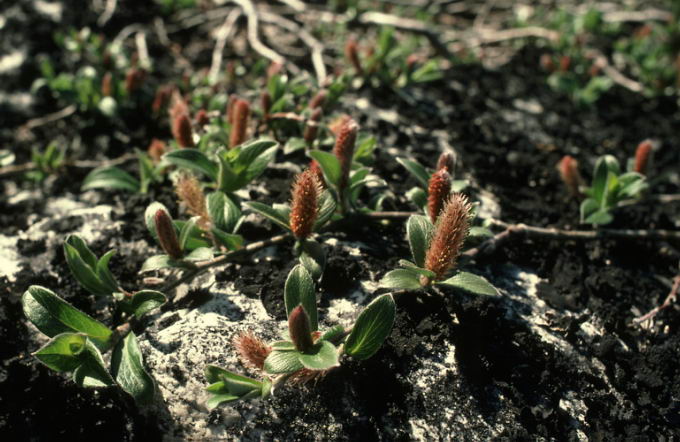 Salix arctophila