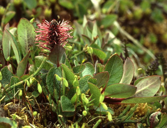 Salix arctophila