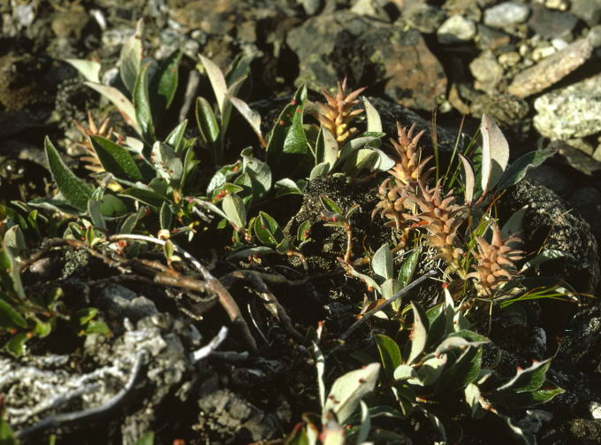 Salix arctophila