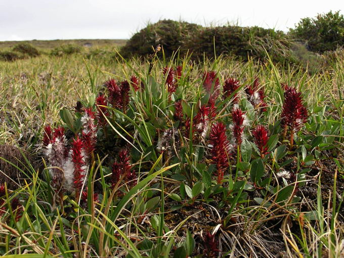 Salix arctophila