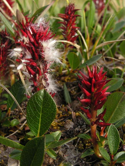 Salix arctophila