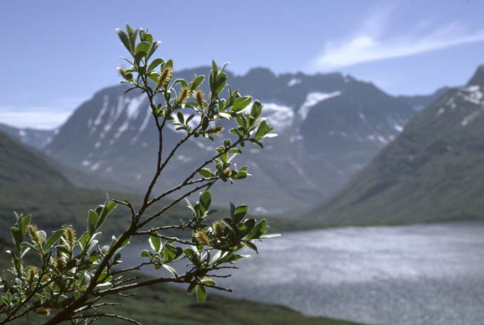 Salix glauca