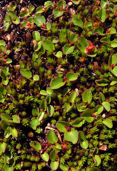 Salix herbacea