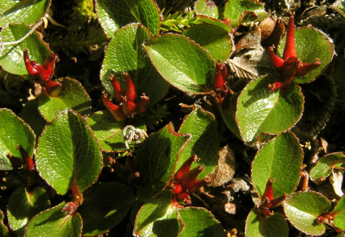 Salix herbacea