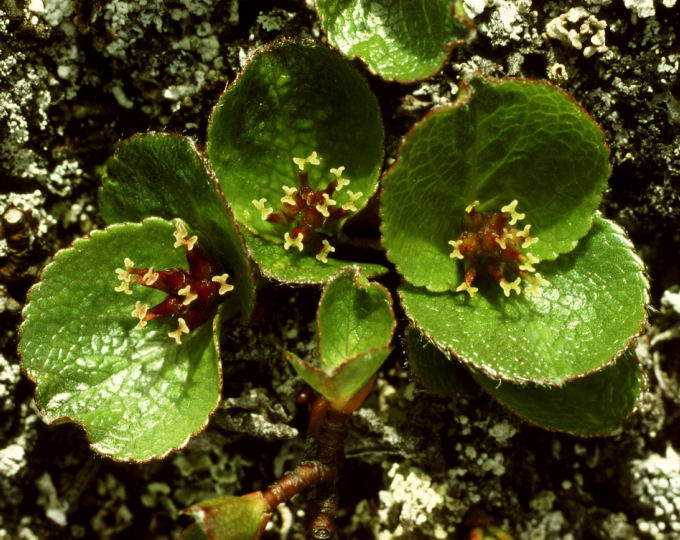 Salix herbacea