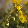 Saxifraga aizoides