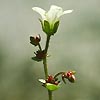 Saxifraga cernua