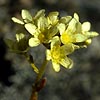 Saxifraga paniculata