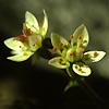 Saxifraga stellaris