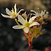 Saxifraga tricuspidata