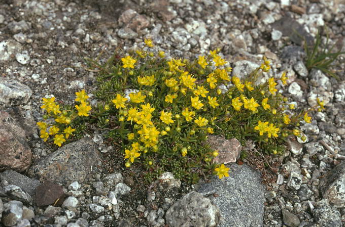 Saxifraga aizoides