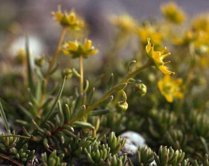 Saxifraga aizoides