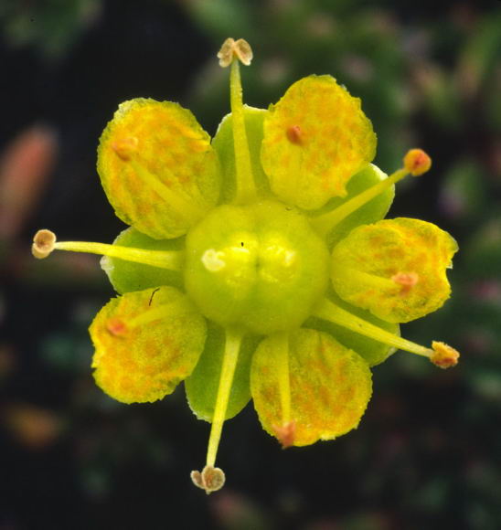 Saxifraga aizoides