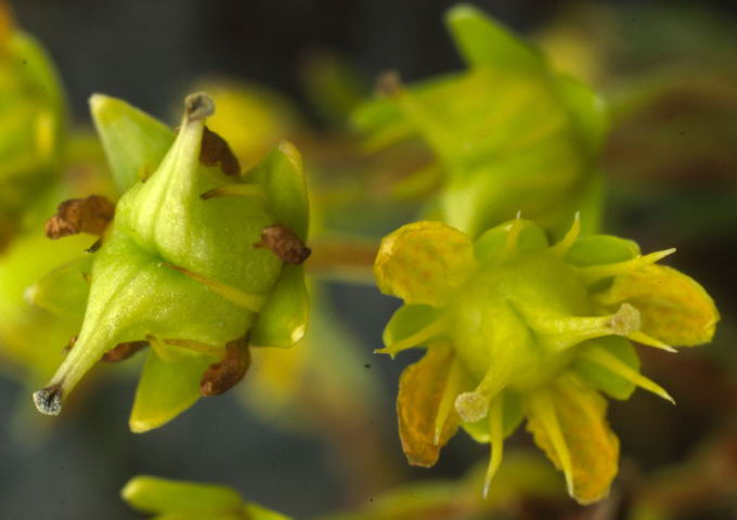 Saxifraga aizoides