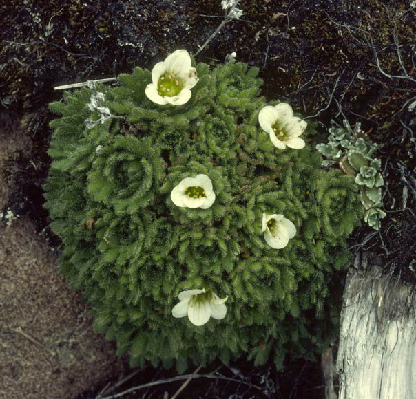 Saxifraga caespitosa