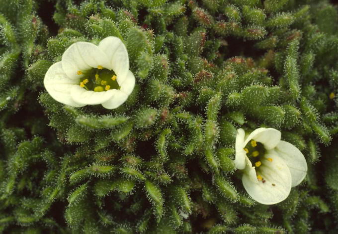 Saxifraga caespitosa