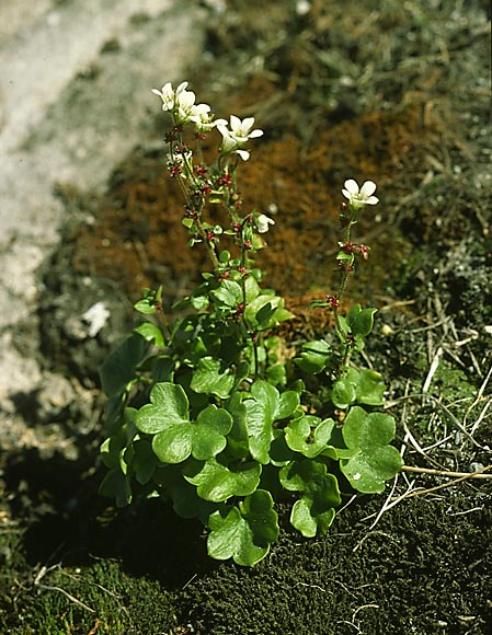 Saxifraga cernua