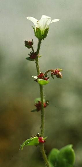 Saxifraga cernua