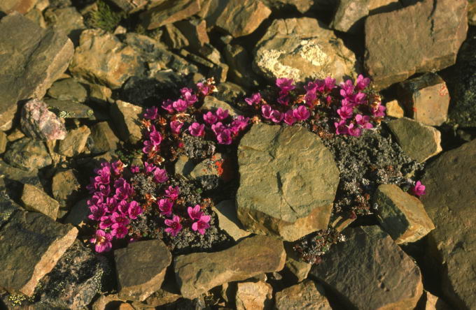 Saxifraga oppositifolia