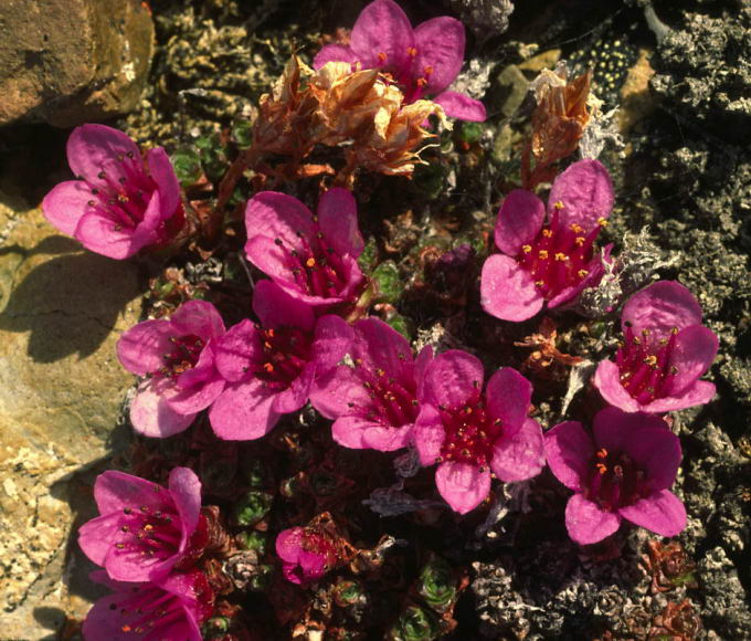 Saxifraga oppositifolia