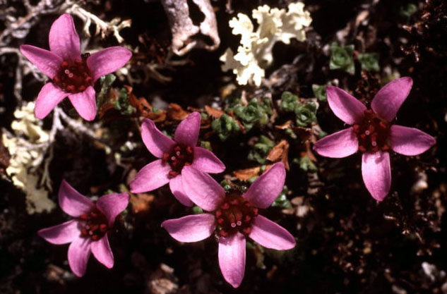 Saxifraga oppositifolia