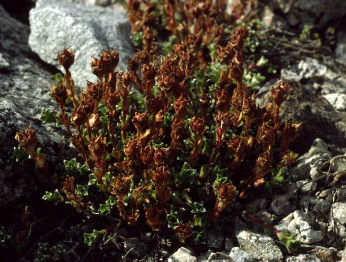 Saxifraga oppositifolia