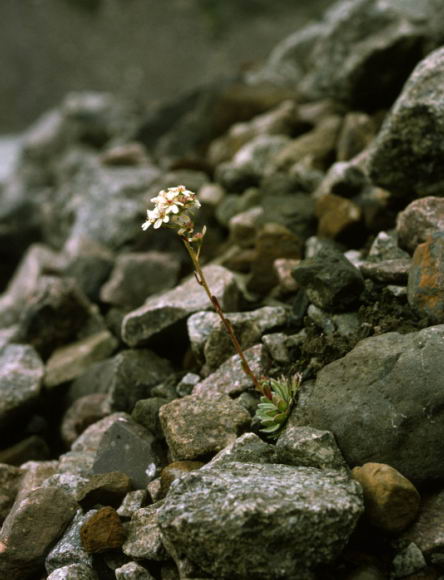 Saxifraga paniculata