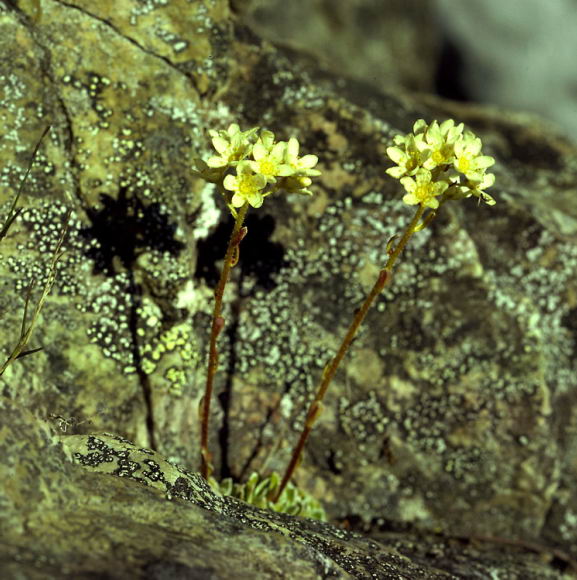 Saxifraga paniculata